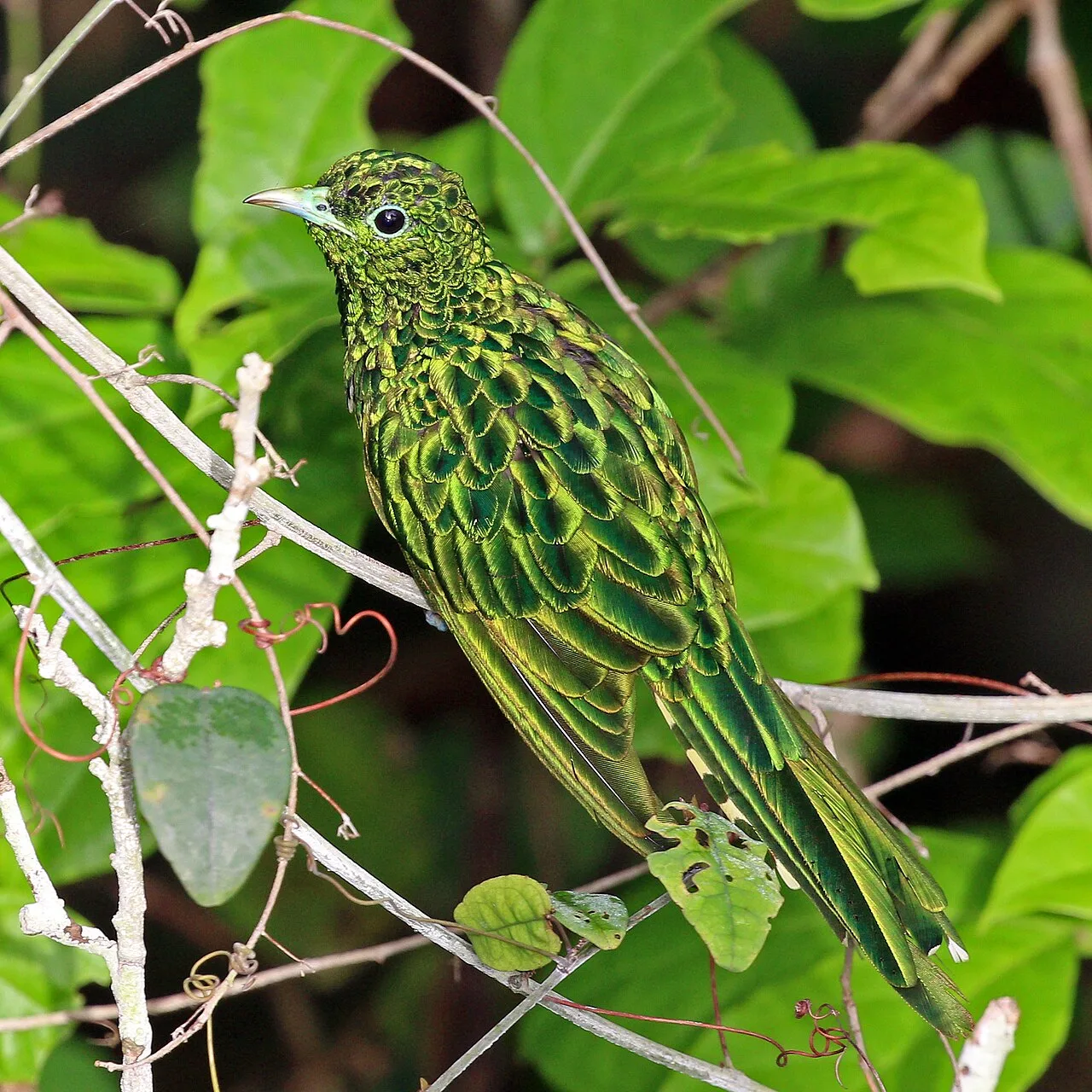 Emerald
